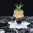 Blue Tigers Tiger's Eye (Hawks Eye) Spheres Orb Globe - 30-35mm