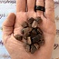 Bronze (Brown) Sapphire - Rough Raw Natural