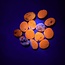 Afghanite (AAA Grade) - Tumbled