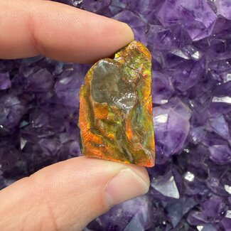Korite Ammolite (Ammonite) - Medium 1-3" Polished - Natural Rough Raw Canada