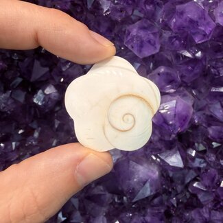 Eye of St Saint Lucia Shells - Flower Mermaids Money Shiva Pacfic Cats Eye - Rough Raw Natural