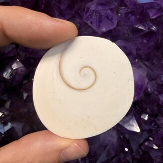Eye of St Saint Lucia Shells - Large Mermaids Money Shiva Pacfic Cats Eye - Rough Raw Natural