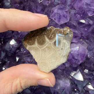 Petoskey Stone Slice Slab Flat Stone - Medium