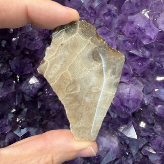 Petoskey Stone Slice Slab Flat Stone - Large
