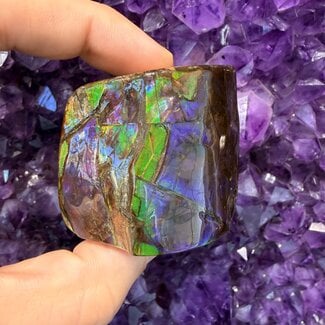 Ammolite (Ammonite) Free Form Specimen - Half Polished Half Raw Rough Natural