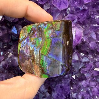 Ammolite Free Form Specimen