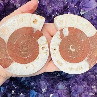 Polished Ammonite Shells (Pair Set ) - Medium Rough Raw Natural on Back - Fossils