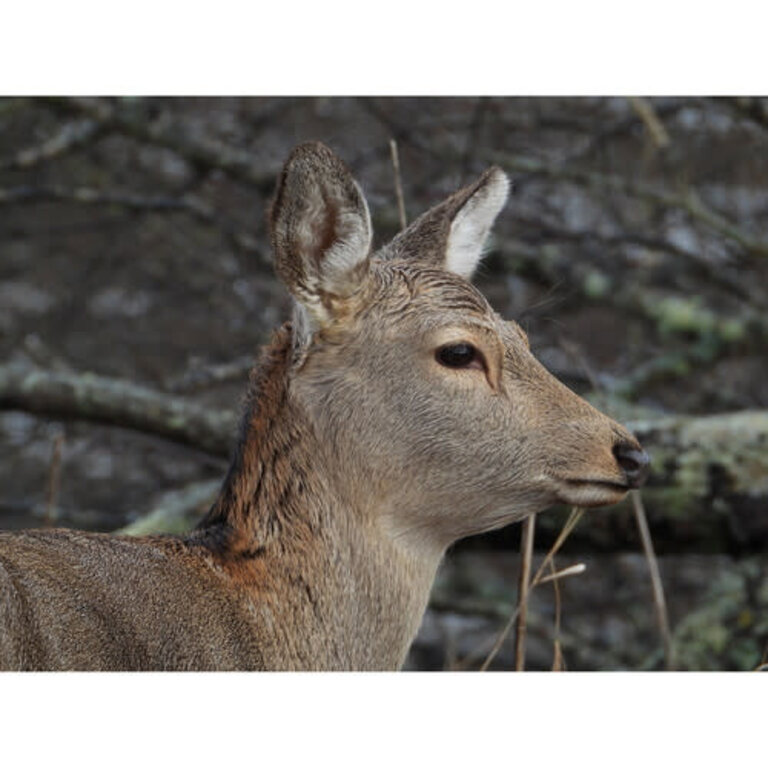 Nikon Nikon COOLPIX P1100 Digital Camera