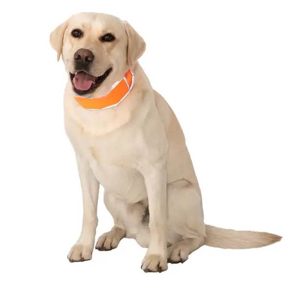Cooler Dog Cooling Collar Lg 20-26in