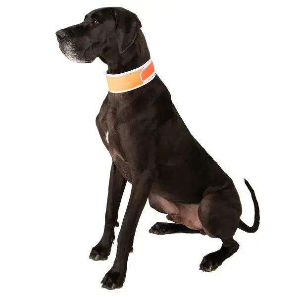 Cooling Collar XL 24-31in