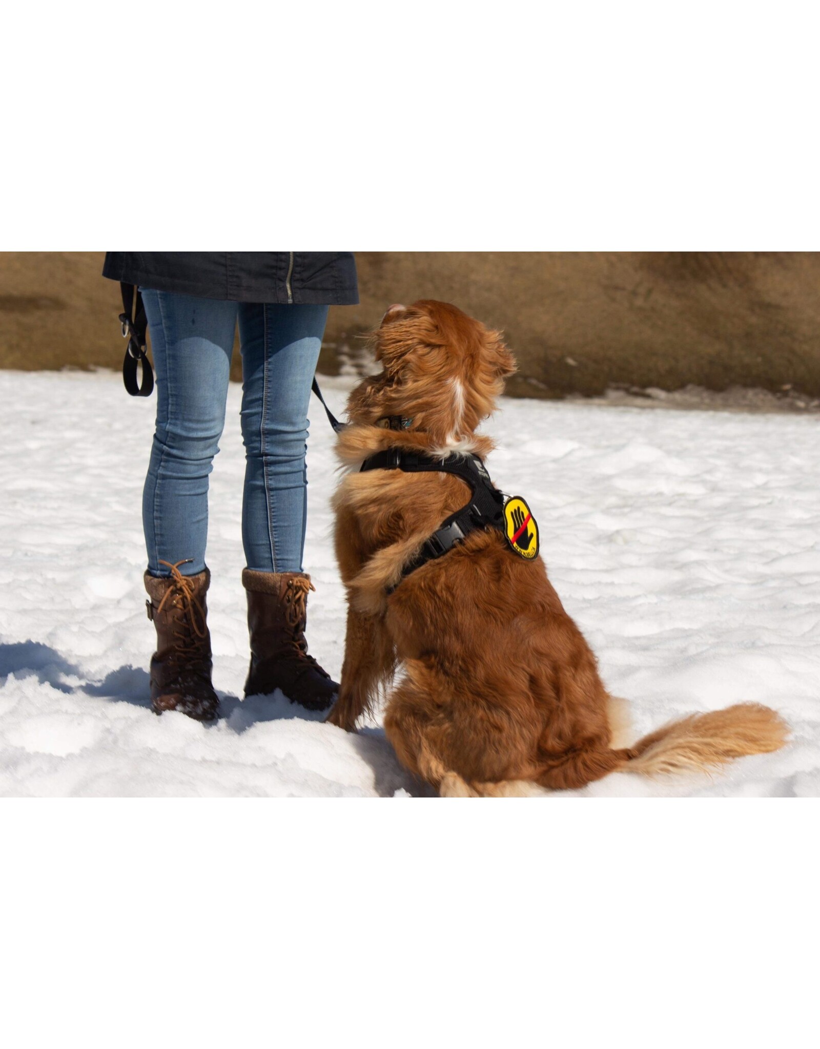 Beli concept canin Beli Écusson ne pas toucher