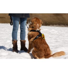 Beli concept canin Beli Écusson ne pas toucher