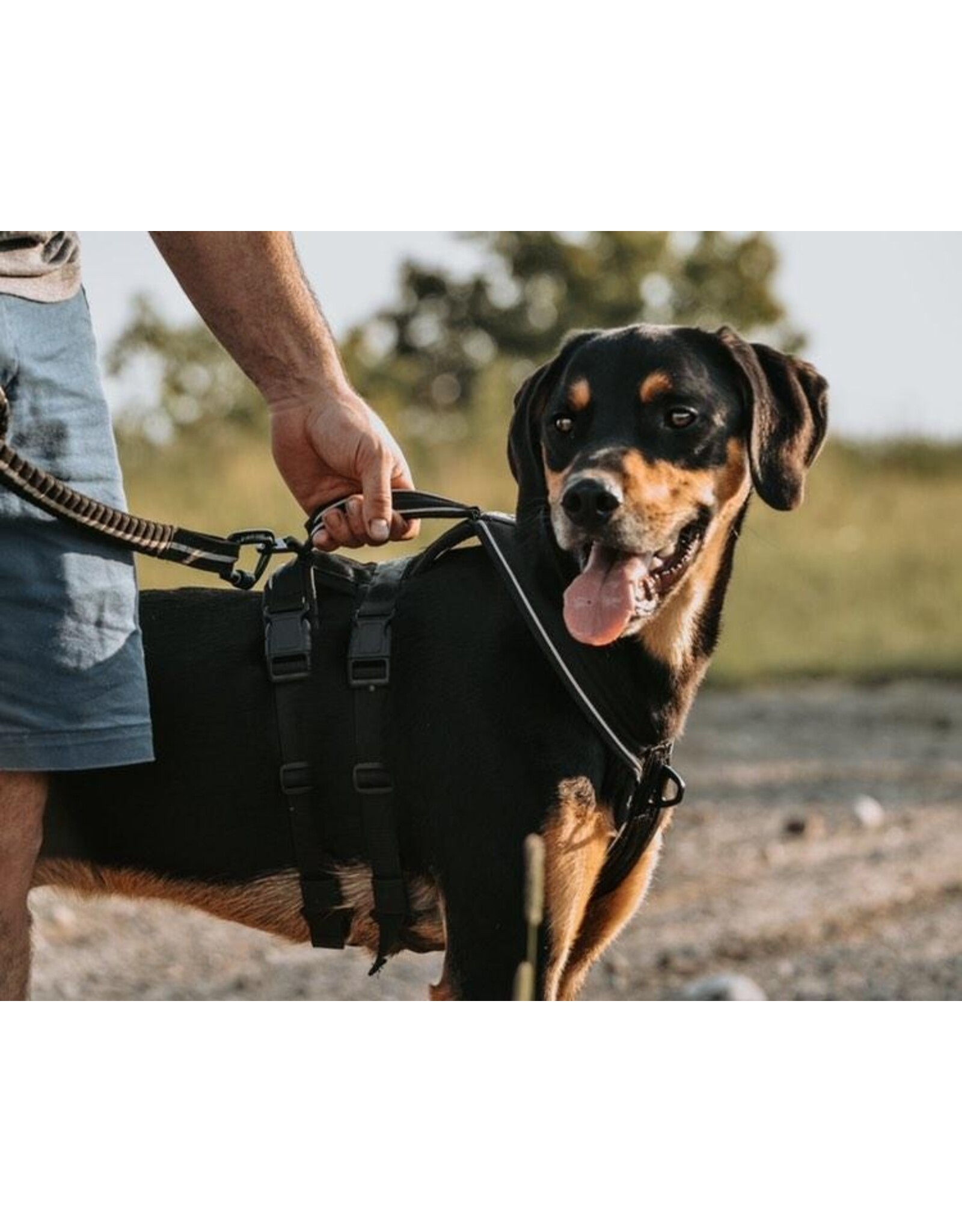 Le Chien Blanc Le Chien Blanc harnais Atlas Noir