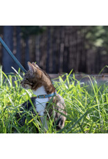 Rogz Rogz Collier Urban Cat (6-9'')