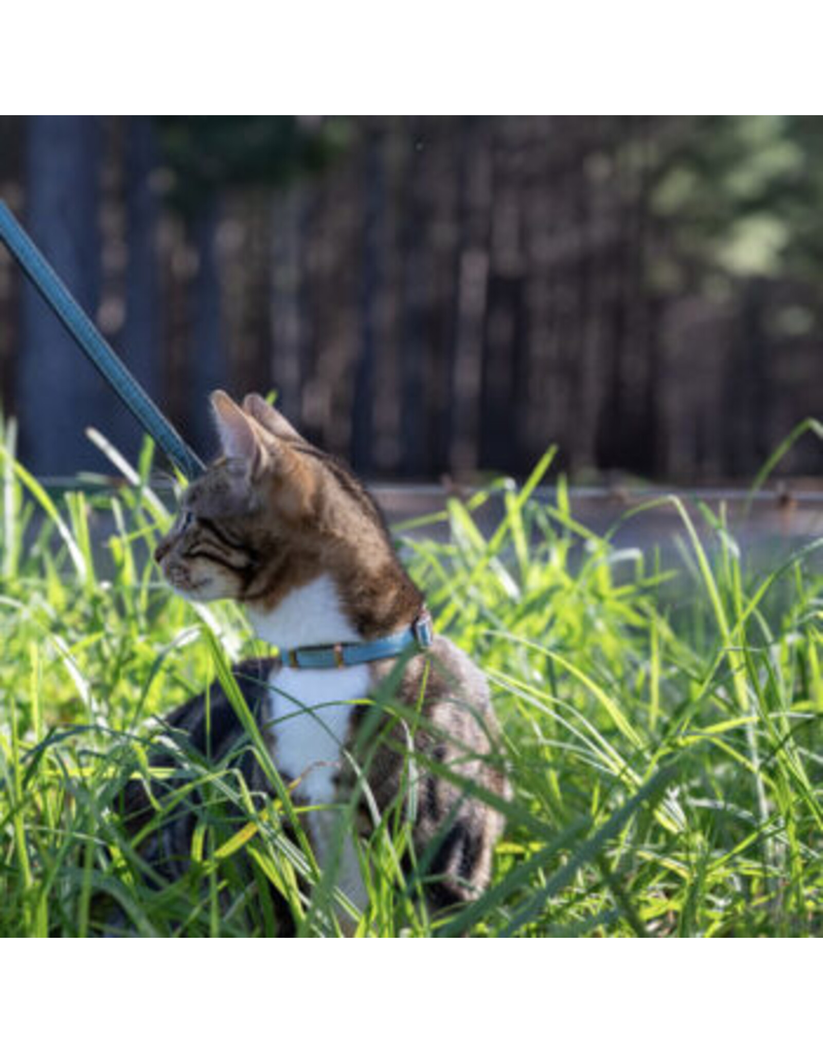 Rogz Rogz Collier Urban Cat (6-9'')