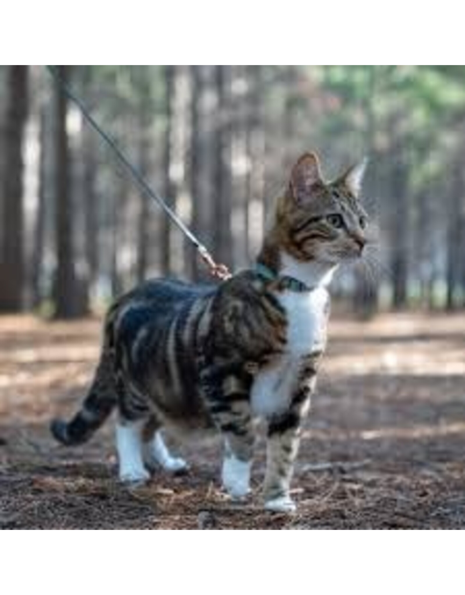Rogz Rogz Harnais + Laisse Urban Cat (9-15'')