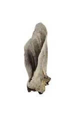 Kyon Natural Kyon Oreille de Boeuf Poilue