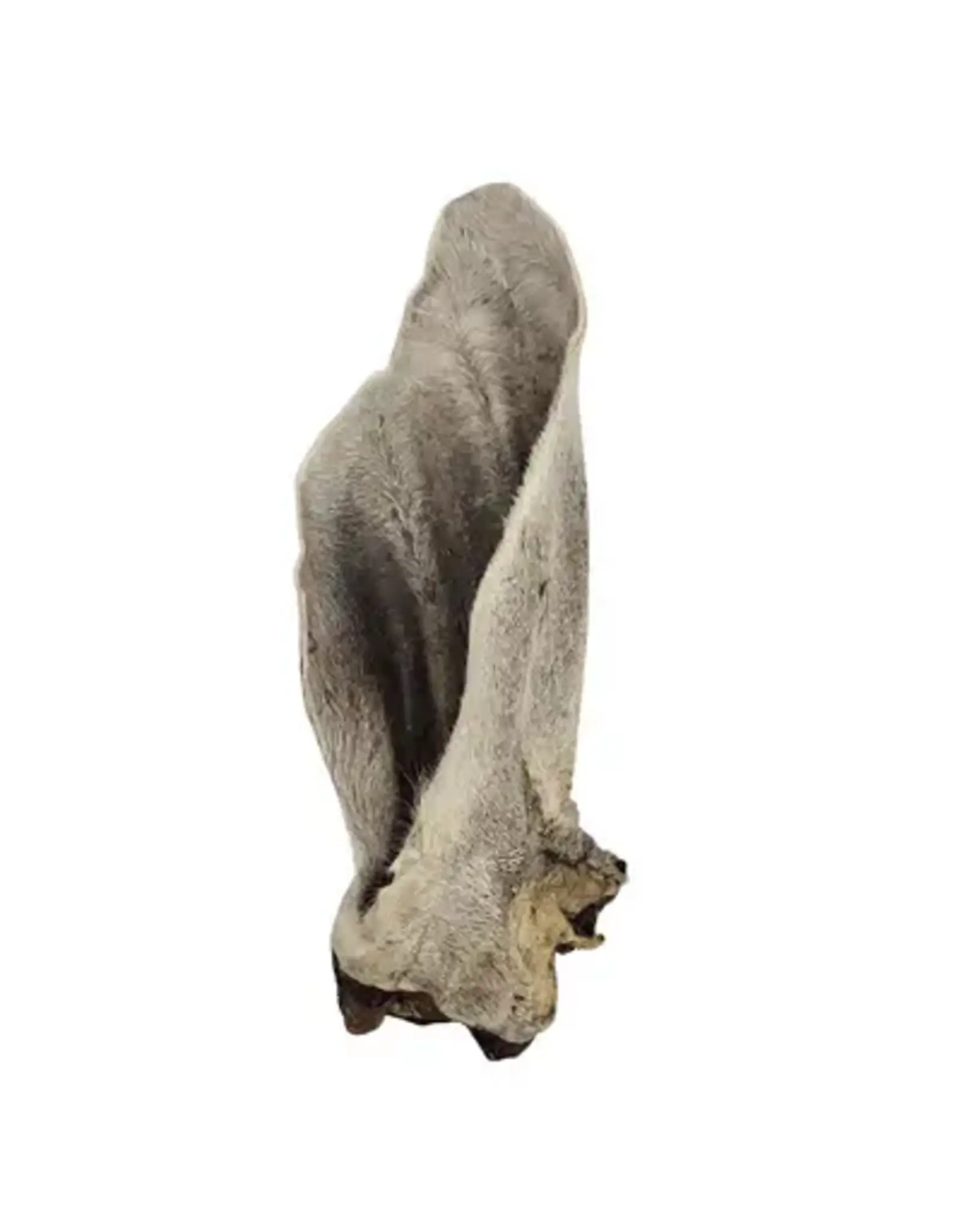 Kyon Natural Kyon Oreille de Boeuf Poilue