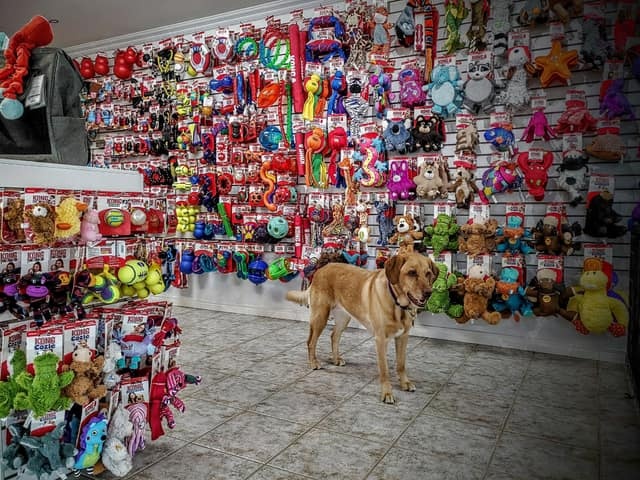 Mur de jouets pour chiens et un chien