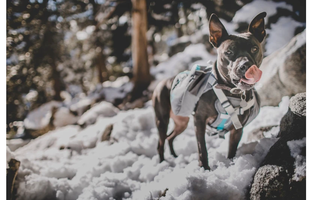 K9-Pack