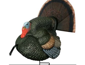 LIL GOBBSTOPPER STRUTTER BOX