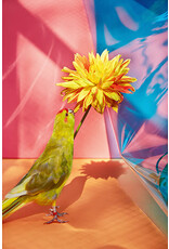 Kristin Schnell: Of Cages and Feathers