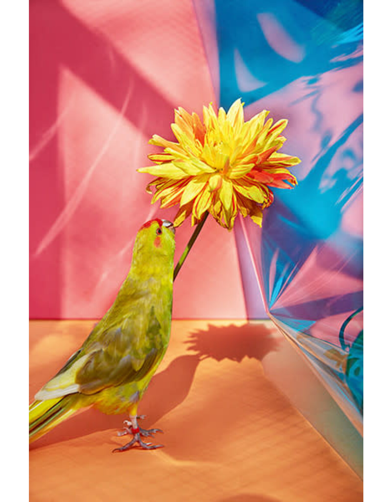 Kristin Schnell: Of Cages and Feathers