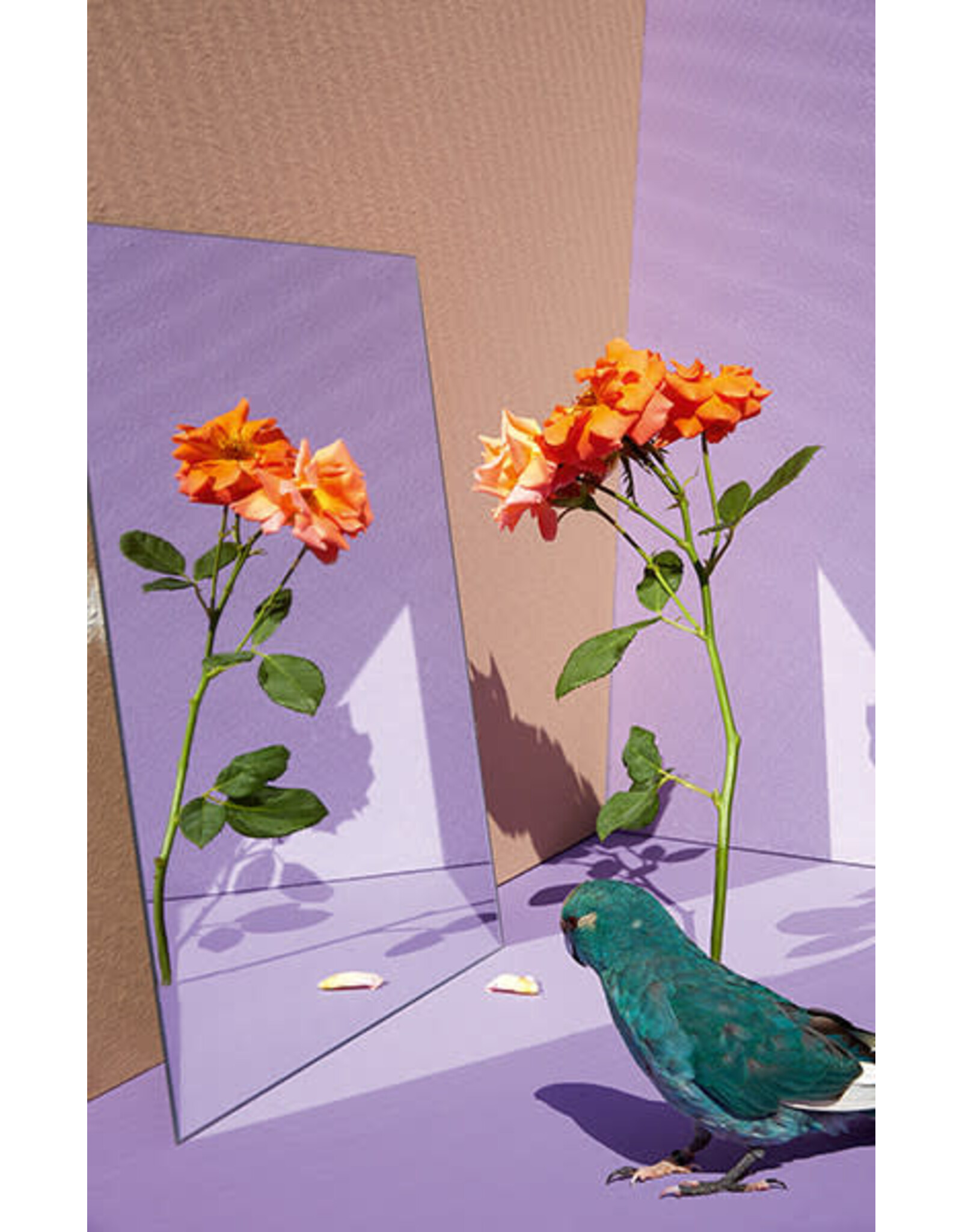 Kristin Schnell: Of Cages and Feathers