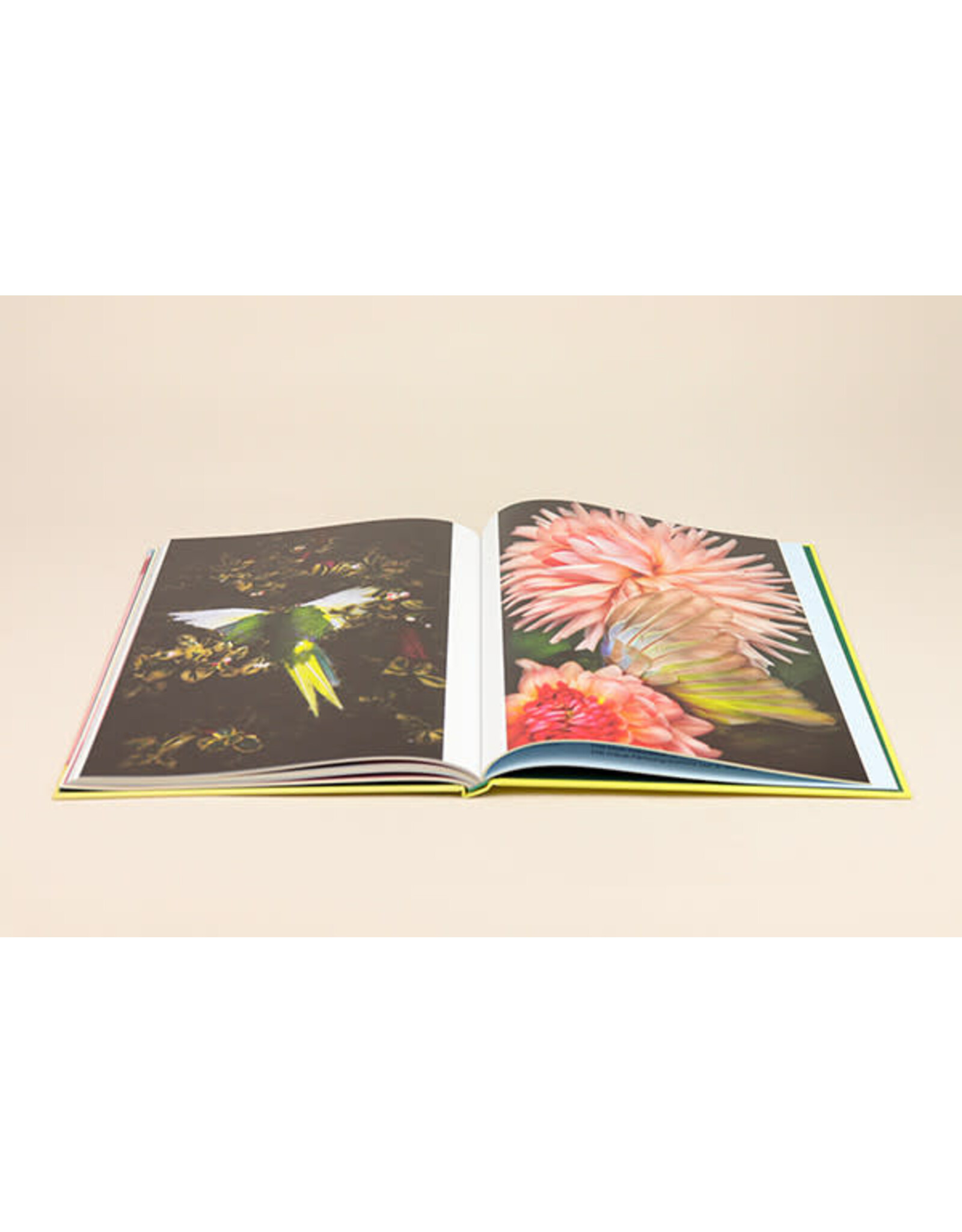 Kristin Schnell: Of Cages and Feathers