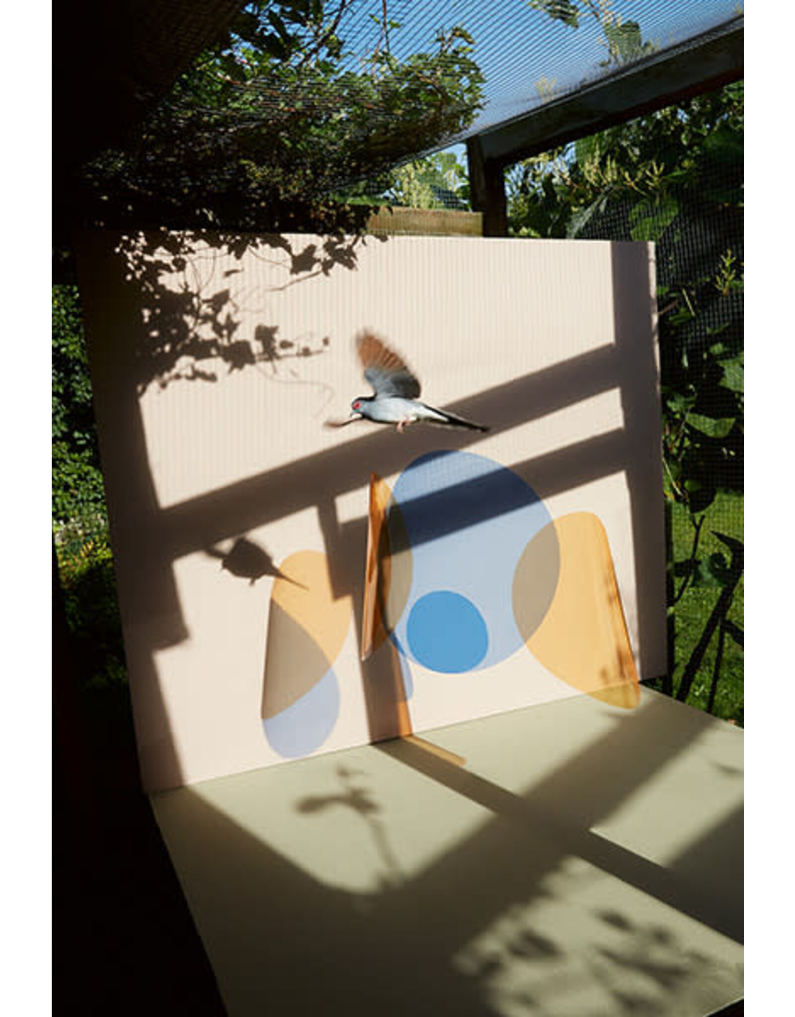 Kristin Schnell: Of Cages and Feathers