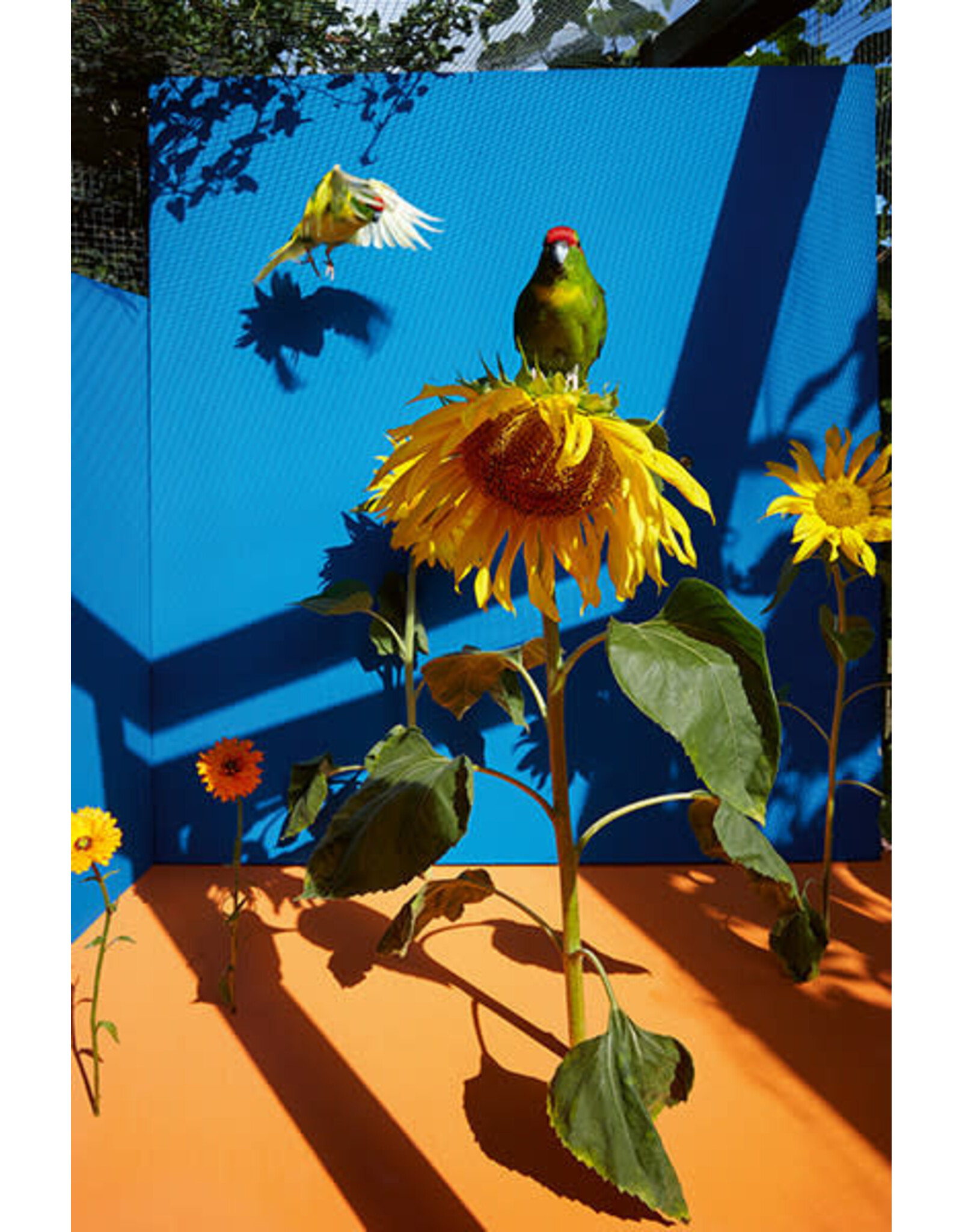 Kristin Schnell: Of Cages and Feathers