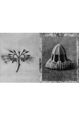 Karl Blossfeldt: Wisdom in All Forms