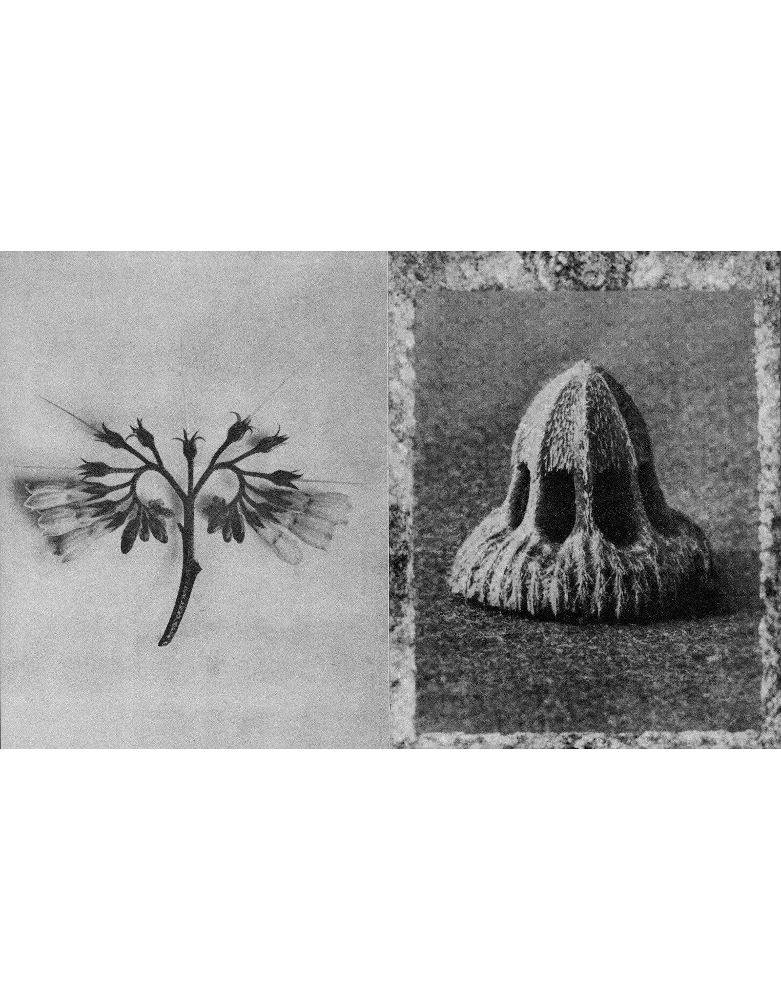 Karl Blossfeldt: Wisdom in All Forms