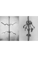 Karl Blossfeldt: Wisdom in All Forms