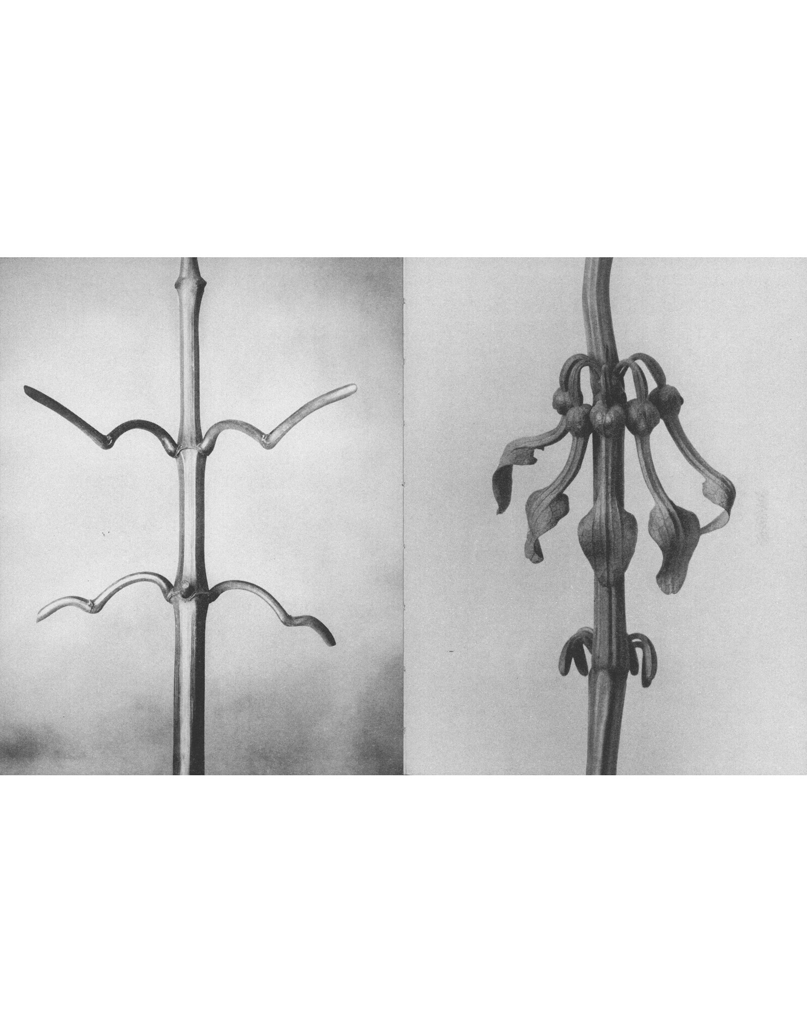 Karl Blossfeldt: Wisdom in All Forms