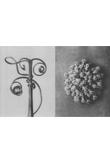 Karl Blossfeldt: Wisdom in All Forms