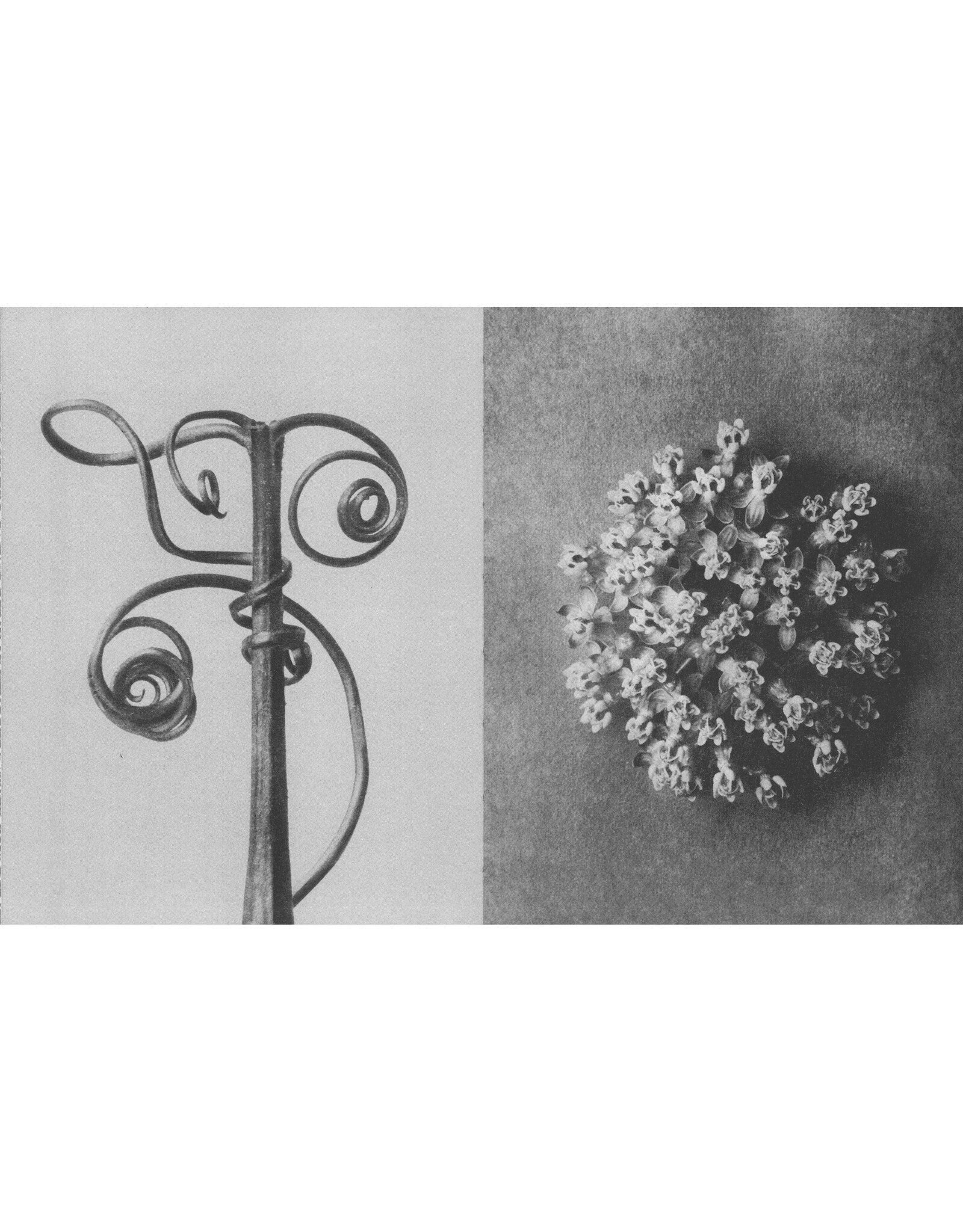 Karl Blossfeldt: Wisdom in All Forms