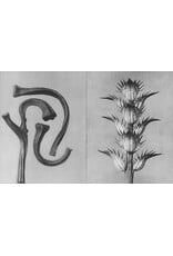 Karl Blossfeldt: Wisdom in All Forms