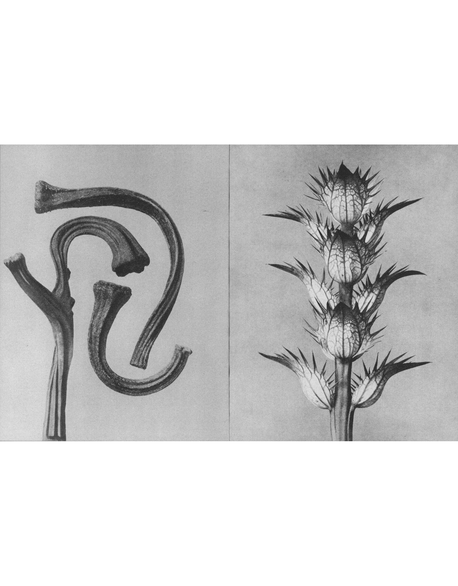 Karl Blossfeldt: Wisdom in All Forms