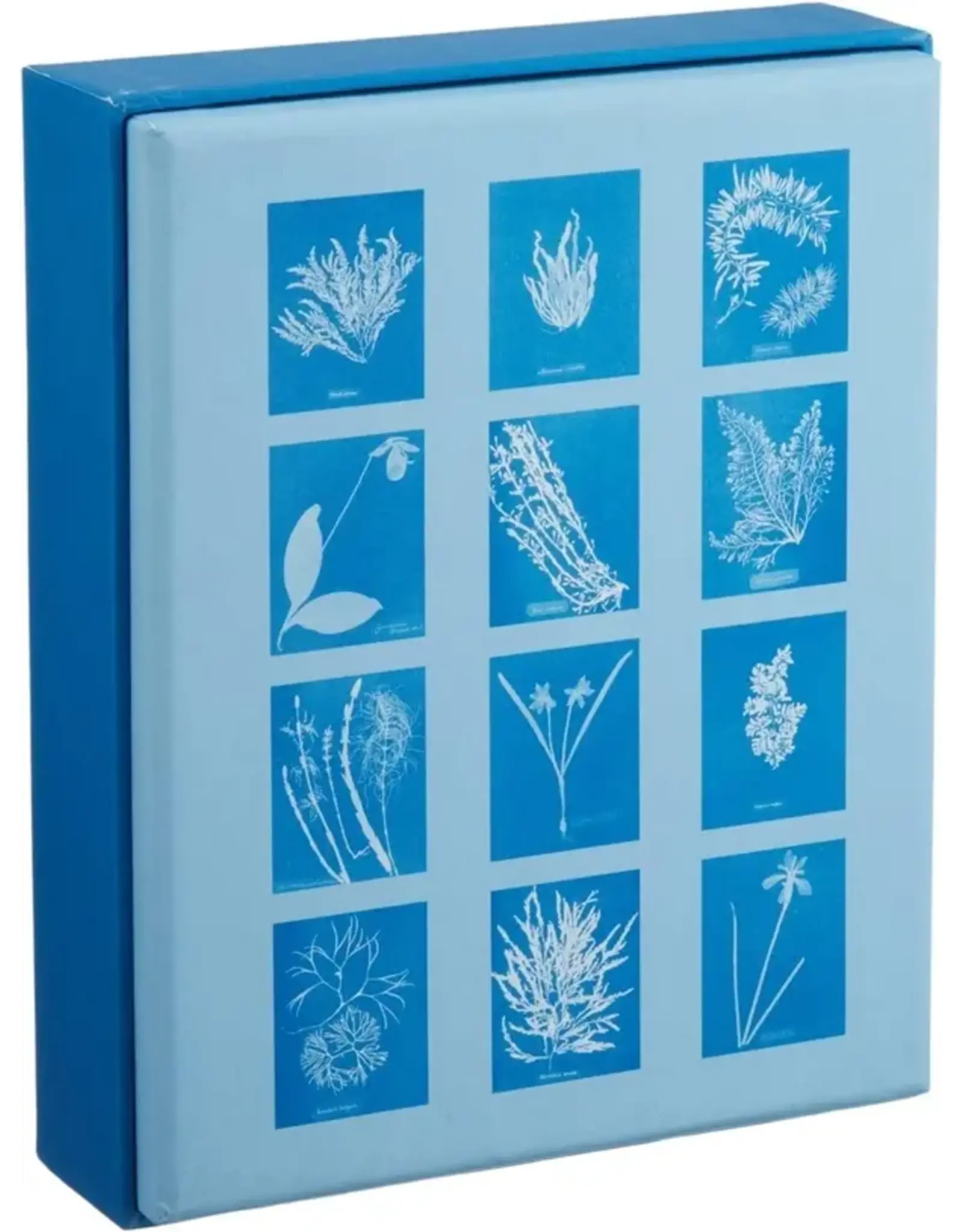 chronicle books Sunprint Notecards