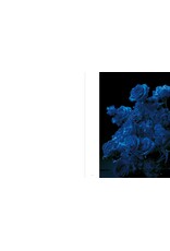 Sakiko Nomura: Tender Is the Night