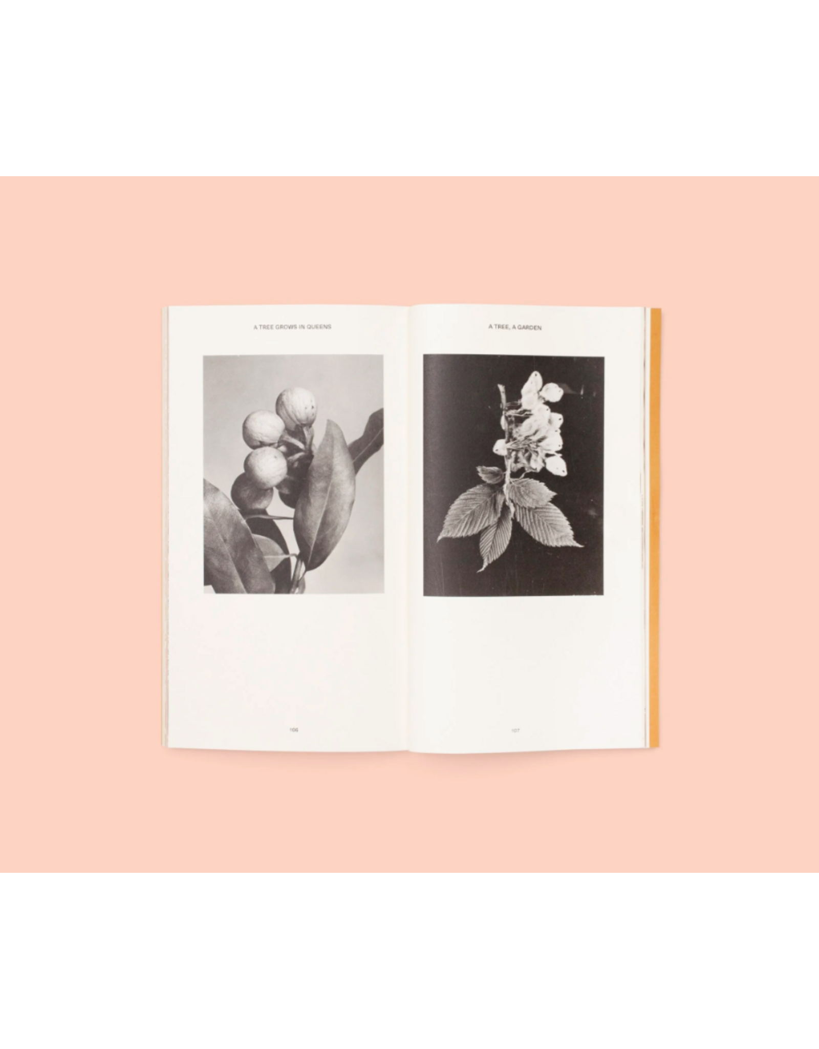 Conveyor Studio Magali Duzant: A Tree Grows in Queens