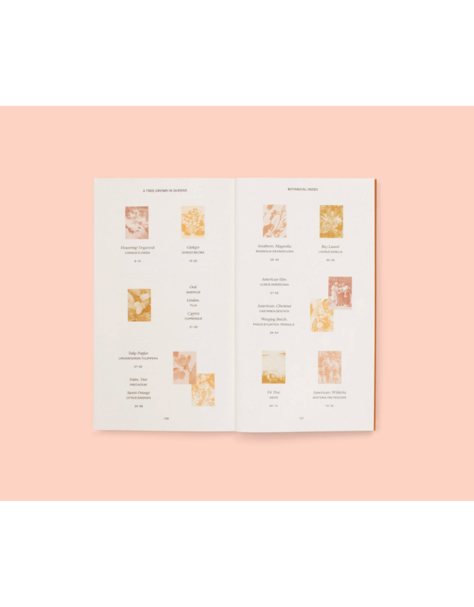 Conveyor Studio Magali Duzant: A Tree Grows in Queens