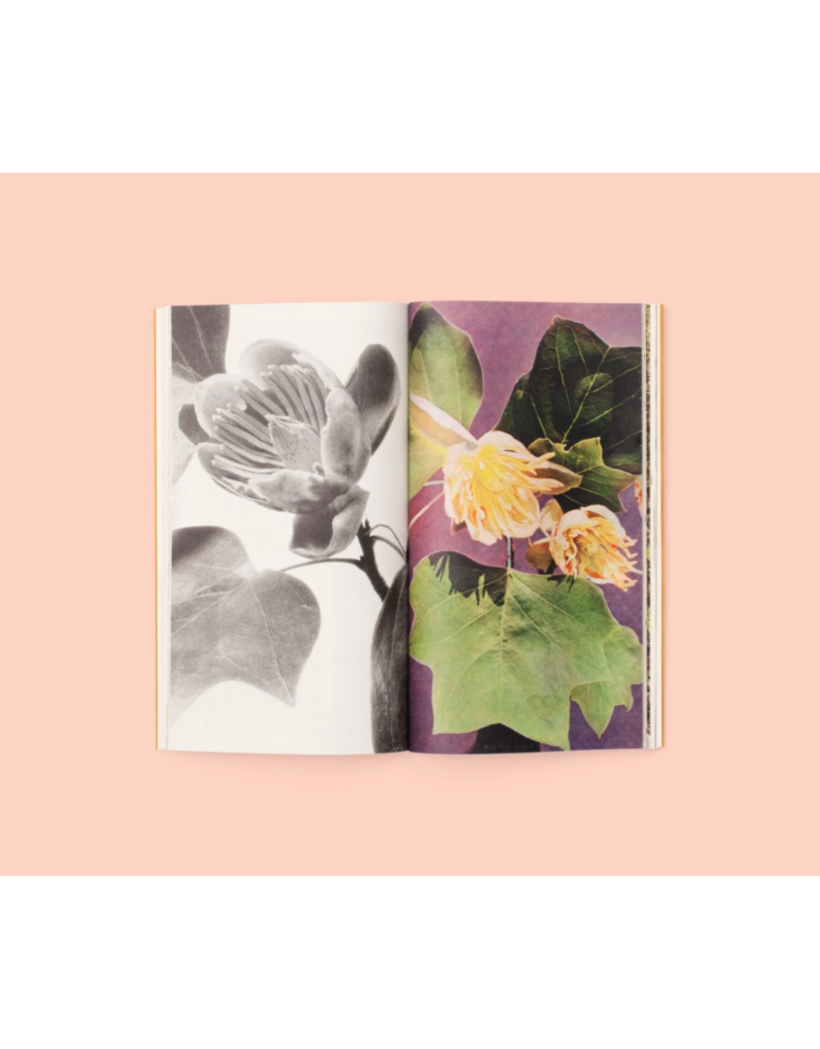 Conveyor Studio Magali Duzant: A Tree Grows in Queens