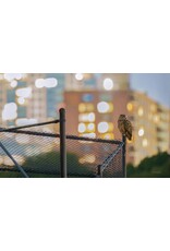 Blurring Books Jonathan Hollingsworth: Flaco