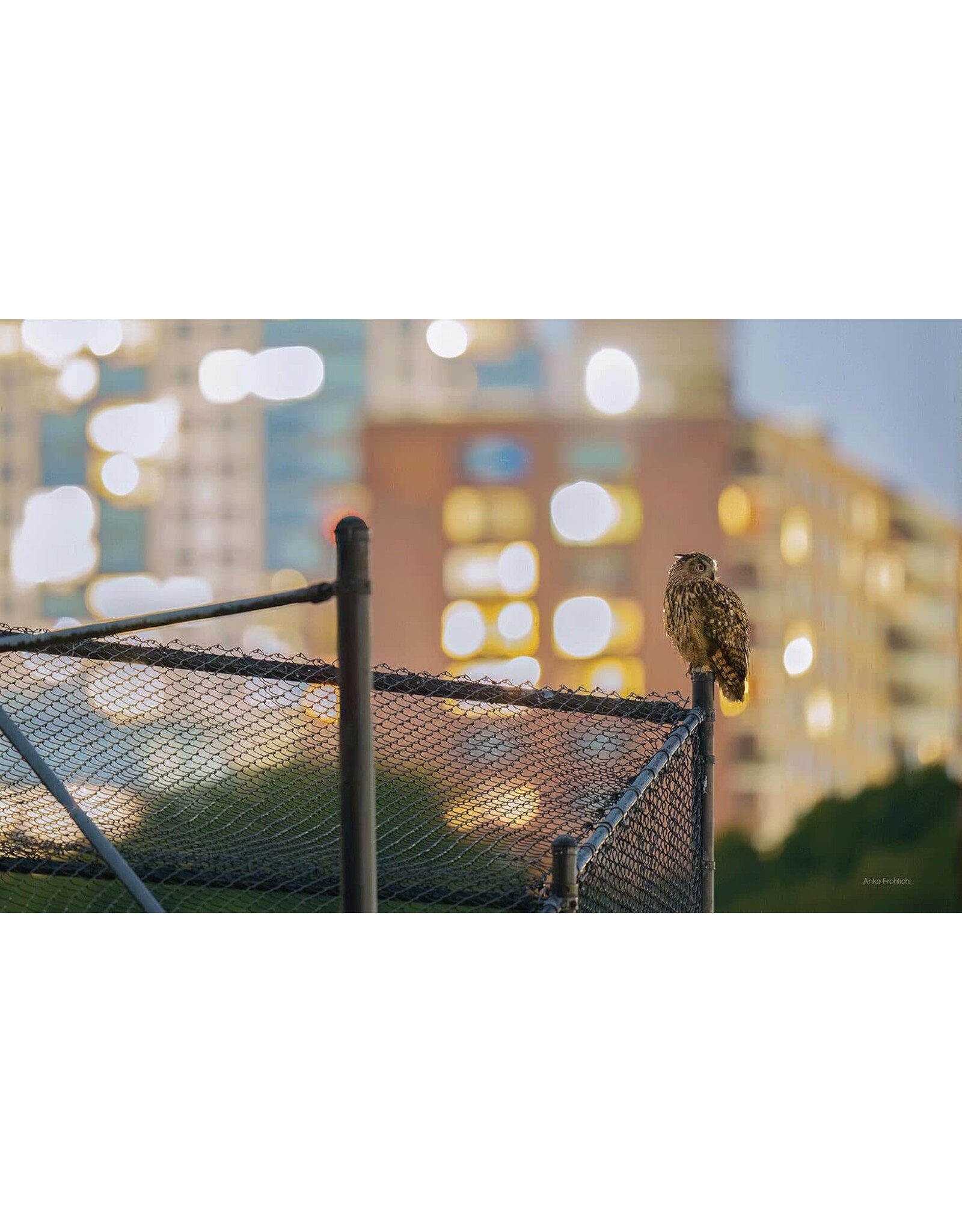 Blurring Books Jonathan Hollingsworth: Flaco