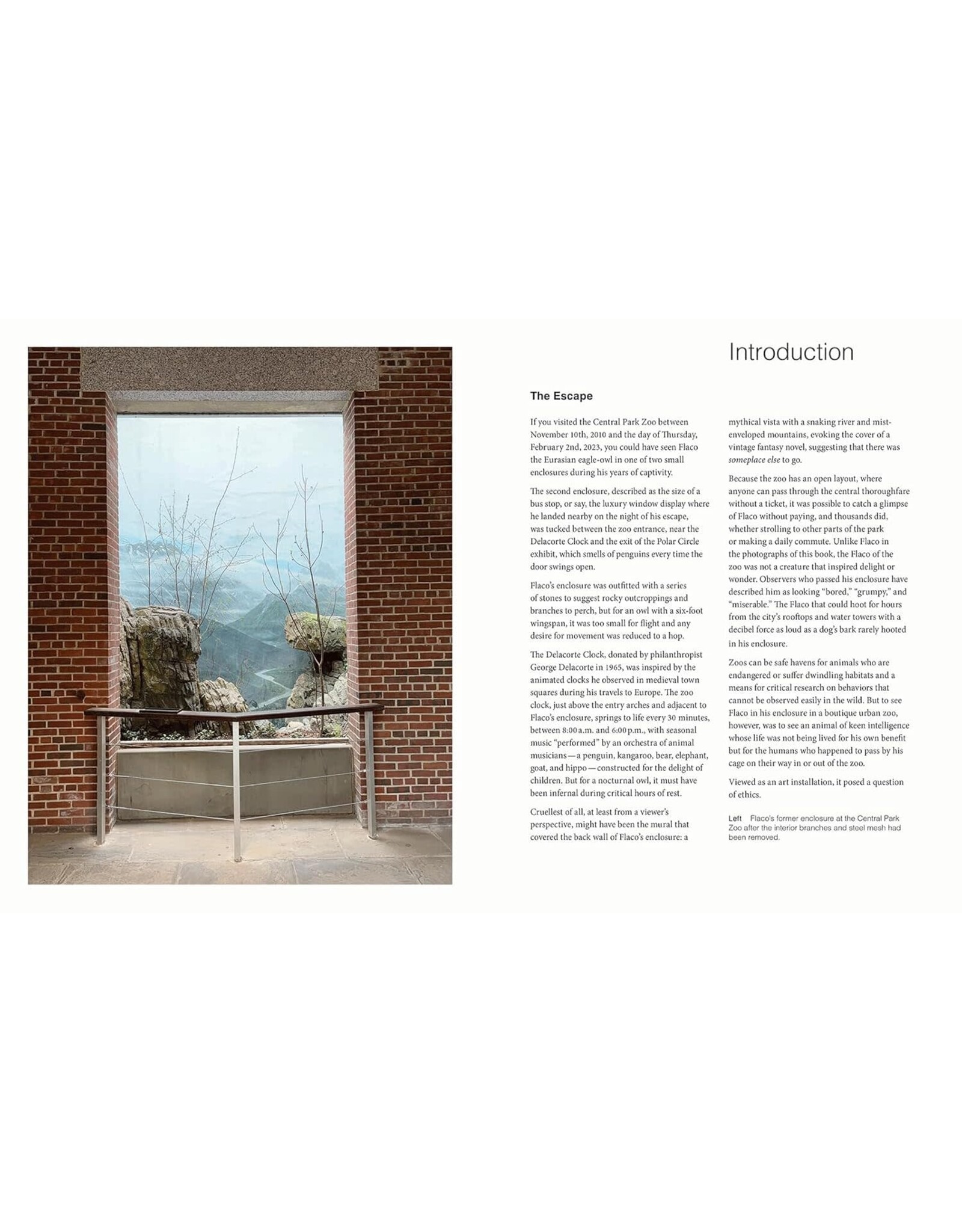 Blurring Books Jonathan Hollingsworth: Flaco