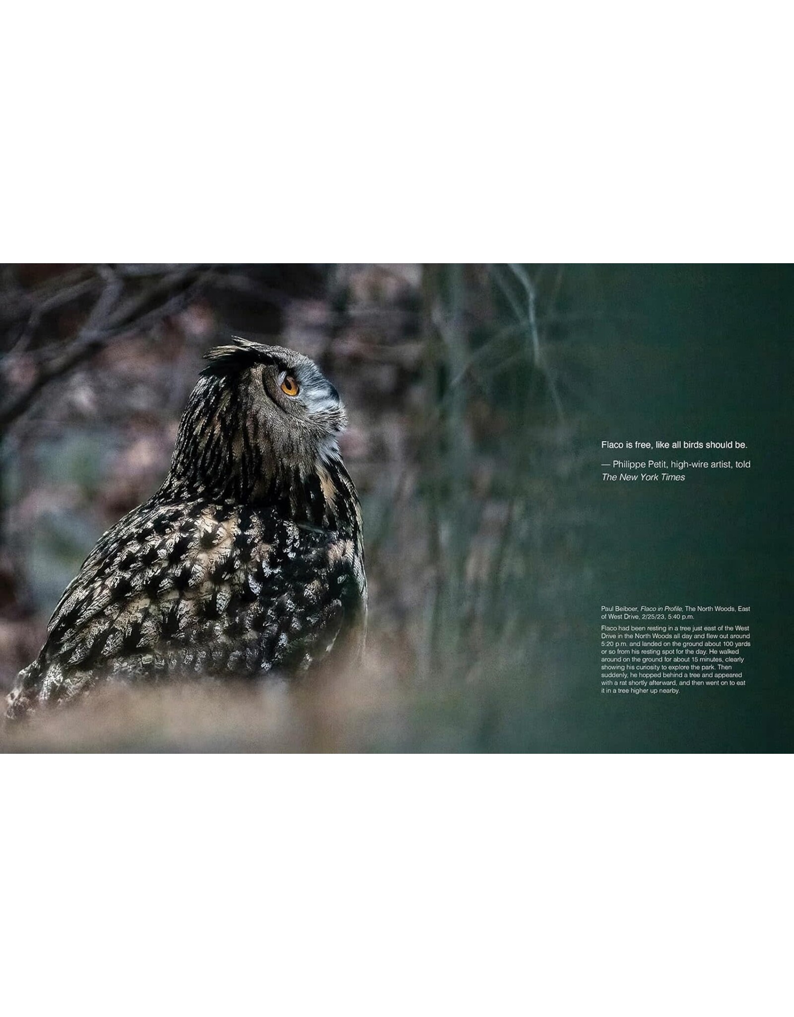 Blurring Books Jonathan Hollingsworth: Flaco