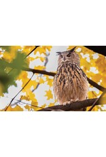 Blurring Books Jonathan Hollingsworth: Flaco