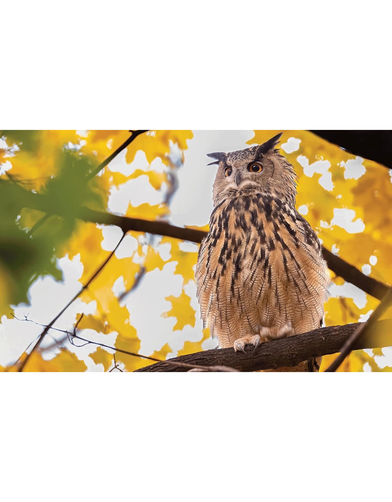 Blurring Books Jonathan Hollingsworth: Flaco